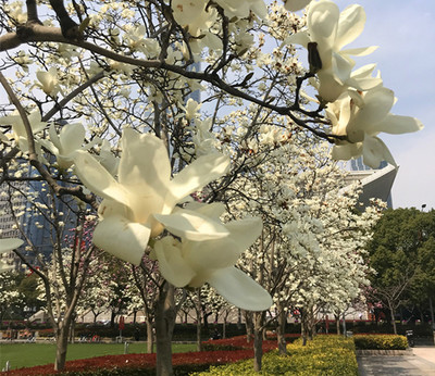 春暖花開，魔都游產品豐富多彩 入境旅游業務厚積薄發